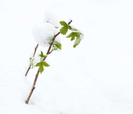 snow on the leaves raspberriesの写真素材