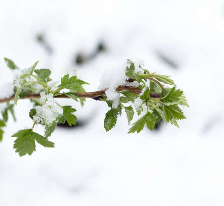 snow on the leaves raspberriesの写真素材