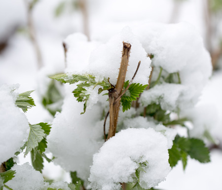 snow on the leaves raspberriesの写真素材