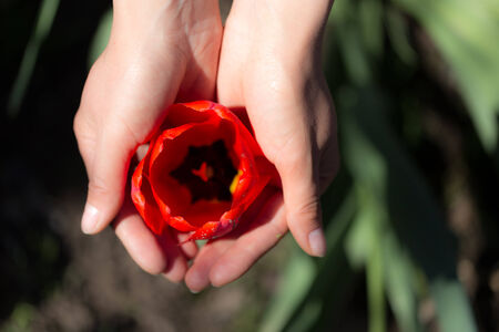 red tulip in the hands of natureの写真素材