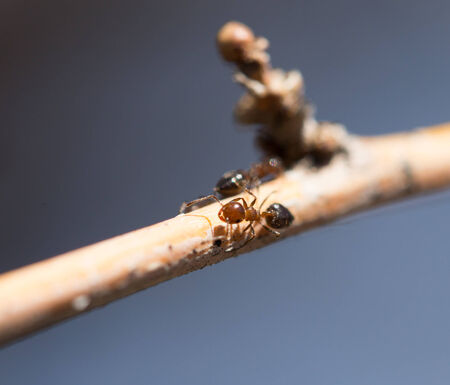 ant on a tree branch. macroの写真素材