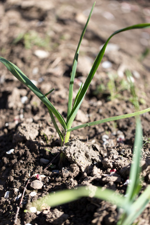 chives in the gardenの写真素材
