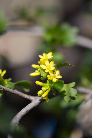 beautiful little yellow flowers in nature. macro