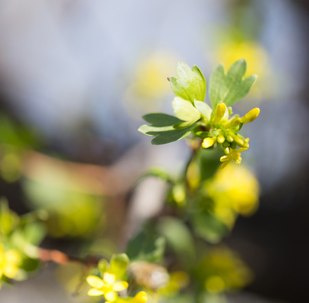 yellow flowers in nature. macro