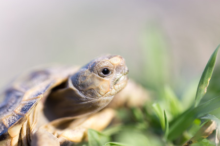 turtle in natureの写真素材