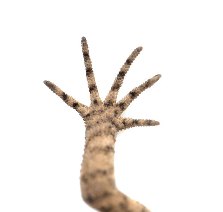 foot lizard on a white background. macroの写真素材