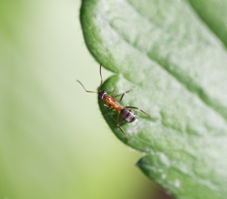 ant in nature. Macroの写真素材