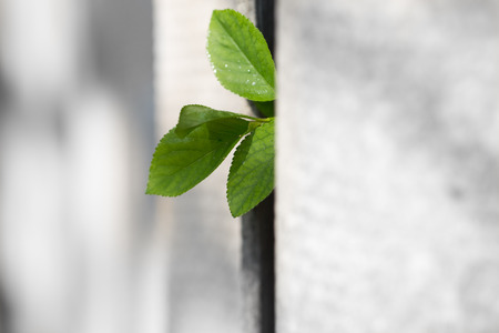 leaves of the plant in a concrete fenceの写真素材