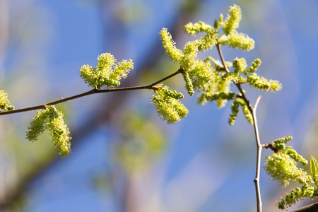 flowers on the branches of a walnut tree