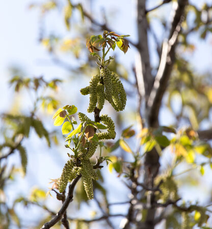 flowers on the branches of a walnut tree