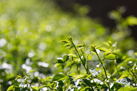 young green leaves in natureの写真素材