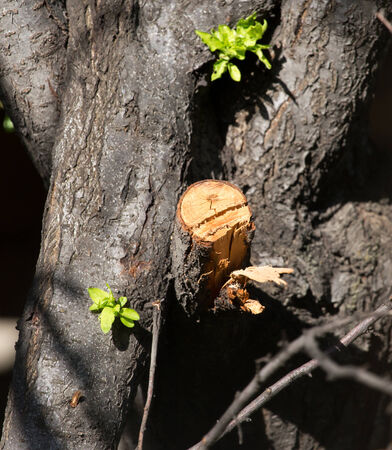 dry branch of a tree as a background