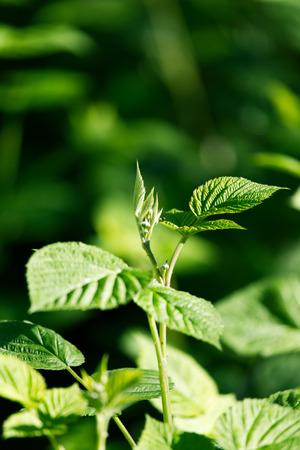 green leaves raspberry in natureの写真素材