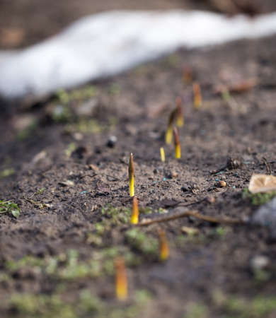 flower seedlings. macroの写真素材
