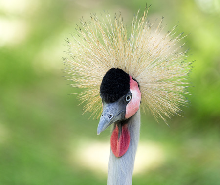 crested bird. portraitの写真素材