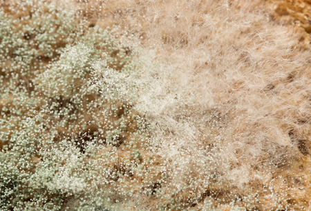 mold on bread. macroの写真素材