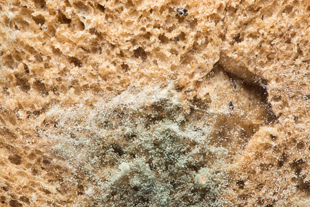 mold on bread. macroの写真素材