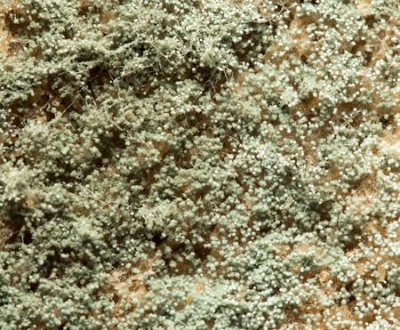 mold on bread. macroの写真素材