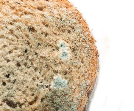 Moldy bread. Isolated on white backgroundの写真素材