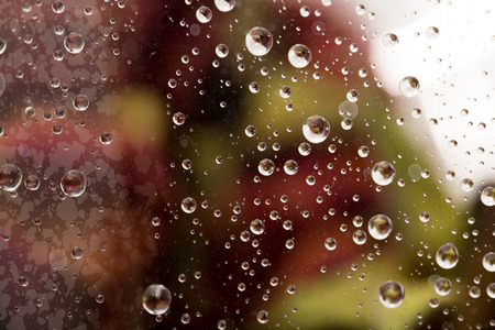 drops on the cellophane on flowers