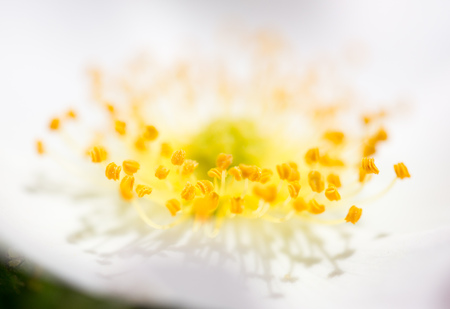 beautiful flower in natureの写真素材