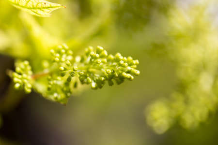 young branch of grapes on the natureの写真素材
