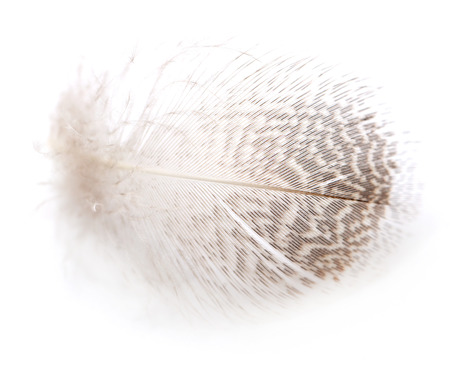feather on white backgroundの写真素材