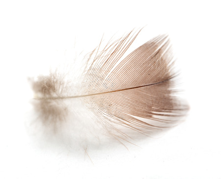 feather on white backgroundの写真素材