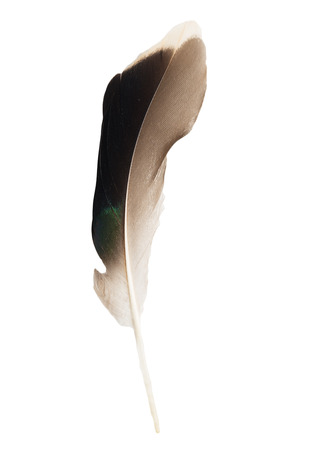 feather on white backgroundの写真素材