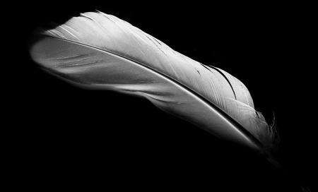 feather on a black backgroundの写真素材