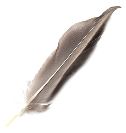 feather on white backgroundの写真素材