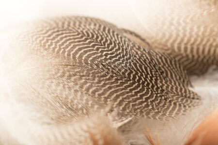 duck feathers as a background. macroの写真素材