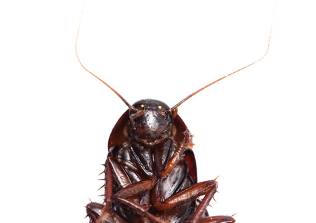 cockroach on white background