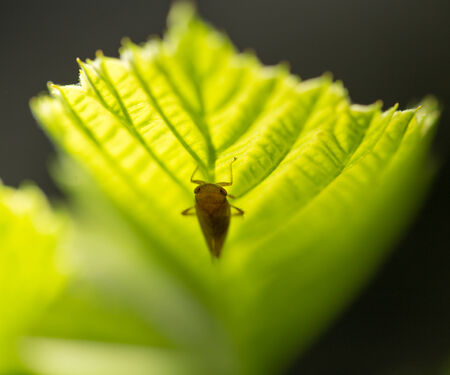 small insect in nature. macroの写真素材