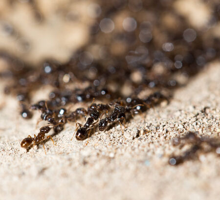 thousands of black ants on stony groundの写真素材