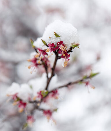Snow on the trees in spring colorsの写真素材