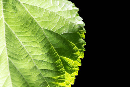 leaf on black background. Macroの写真素材