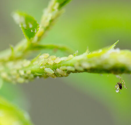 Aphids Under a Leaf