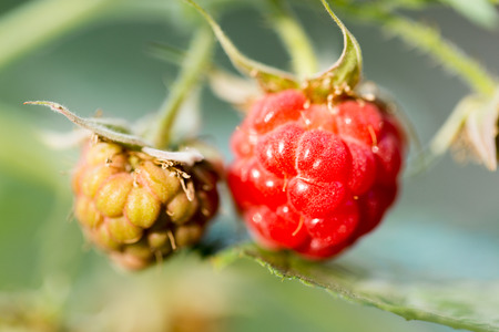 raspberry in nature. macro