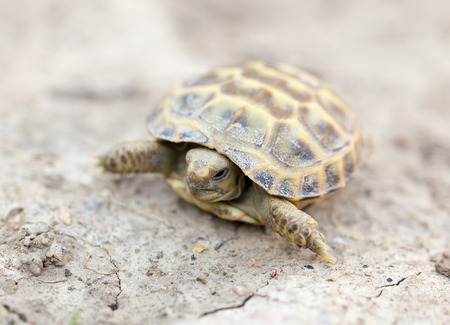 turtle in natureの写真素材