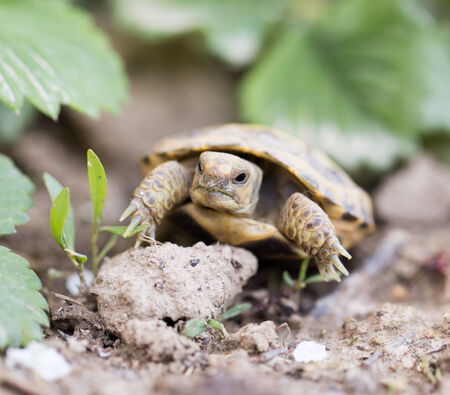 turtle in natureの写真素材
