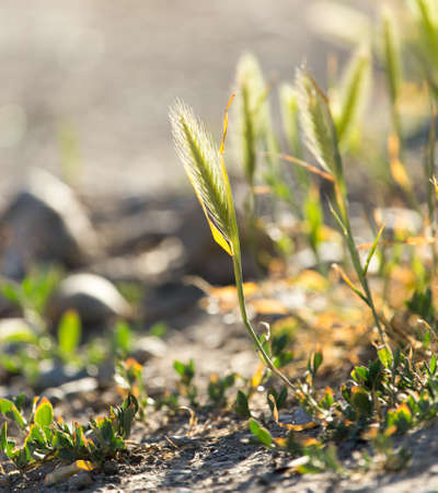 ears of corn on the grassの写真素材