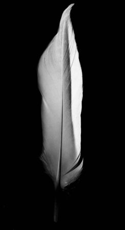 feather on a black backgroundの写真素材