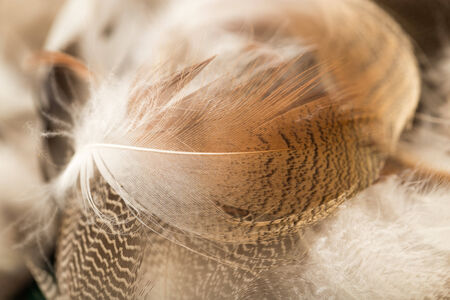 duck feathers as a background. macroの写真素材
