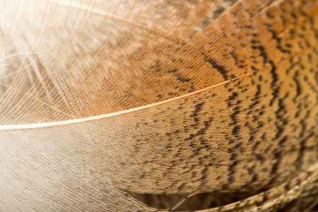duck feathers as a background. macroの写真素材
