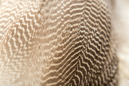 duck feathers as a background. macro