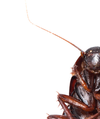cockroach on white backgroundの写真素材