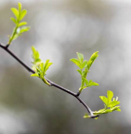 young plant in natureの写真素材