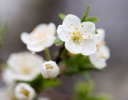 Beautiful flowers on a fruit-treeの写真素材