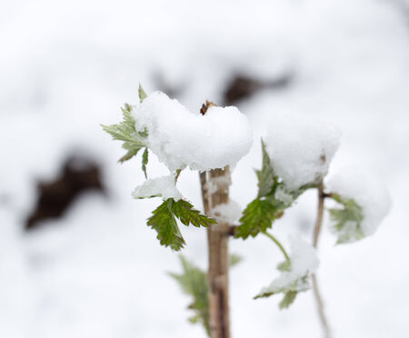 snow on the leaves raspberriesの写真素材